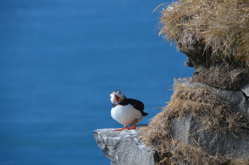 Latrabjarg - papegaaiduiker