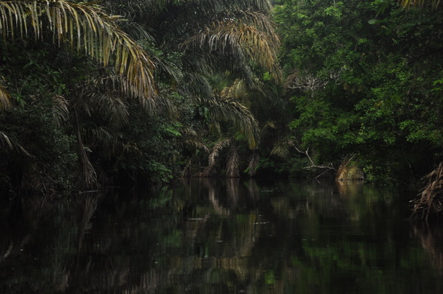 mangrove richting corcovado