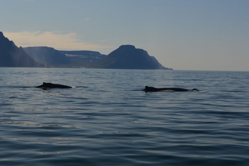 Walvissen bij Hornstrandir