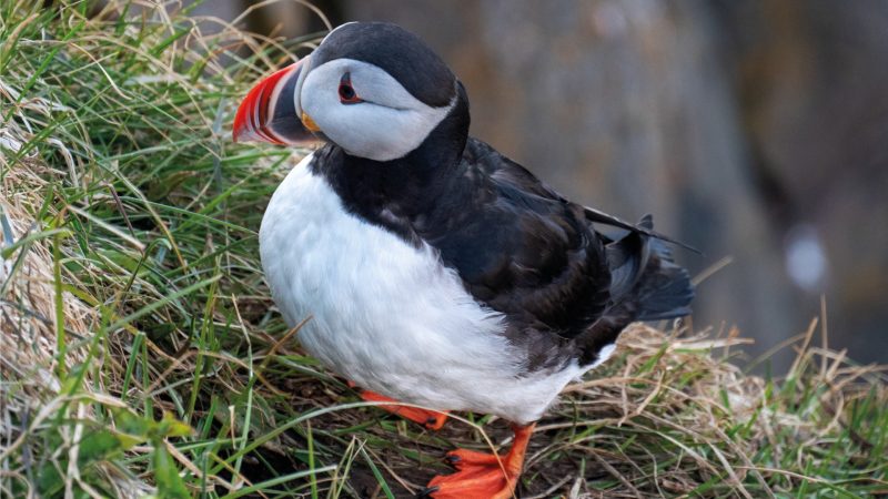 borgarfjordur-eystri-hotels-ijsland