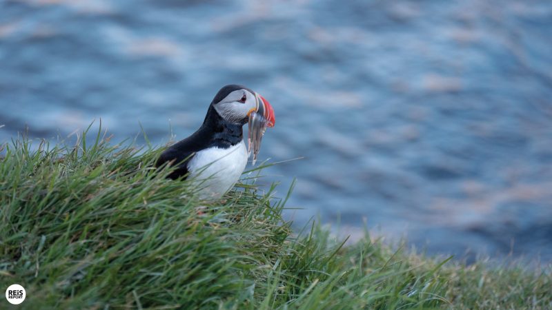 borgarfjordur-eystri-ijsland