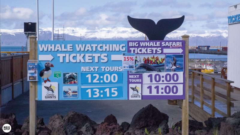 husavik-ijsland-walvissen