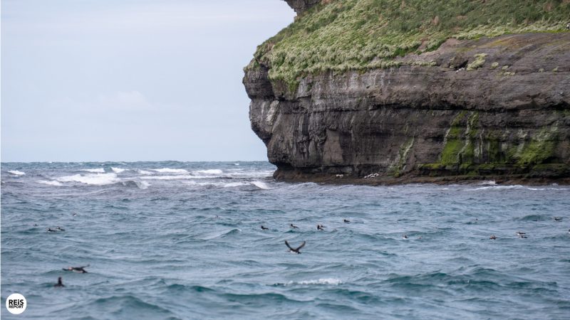 husavik-ijsland-walvissen