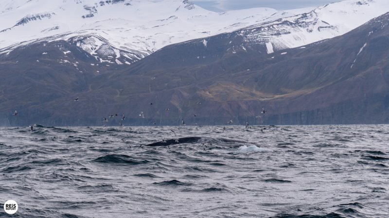 husavik walvissen spotten