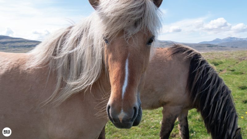 ijsland-twee-weken-rondreis