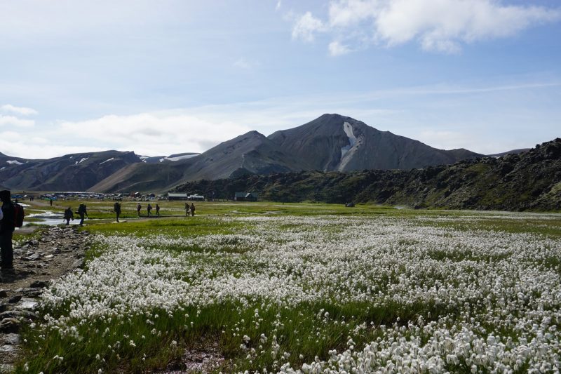 laugavegur-trekking-ijsland-