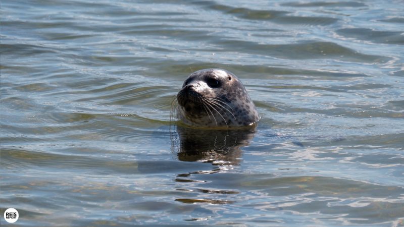 snaefellsnes ytri tunga