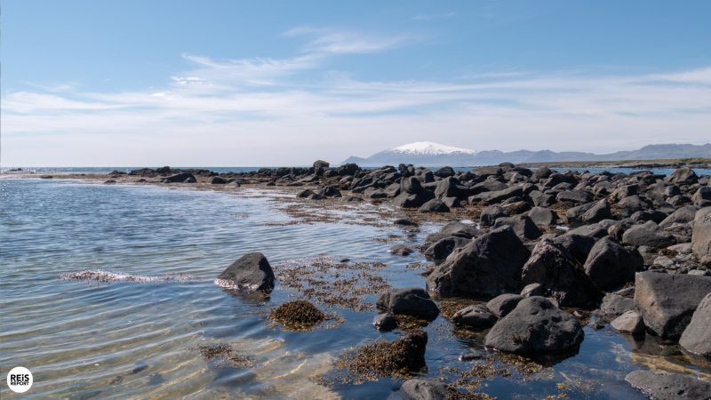 snaefellsnes ytri tunga zeehonden