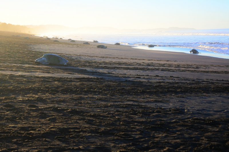 zeeschildpadden costa rica