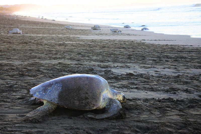 zeeschildpadden costa rica