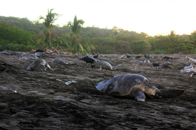 zeeschildpadden costa rica