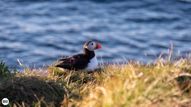 papegaaiduikerseiland-ijsland