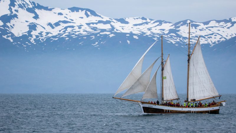 walvissen-onderzoek-ijsland-husavik