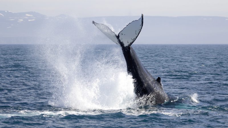 walvissen-onderzoek-ijsland-husavik