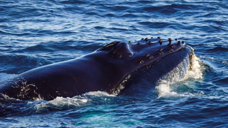 walvissen-onderzoek-ijsland-husavik