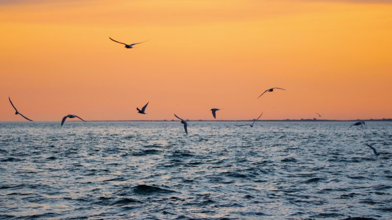 walvissen-onderzoek-ijsland-husavik