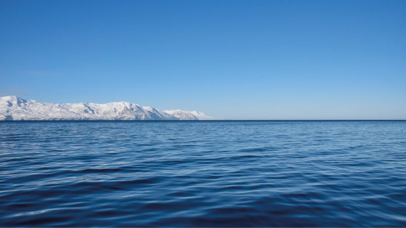 walvissen-onderzoek-ijsland-husavik