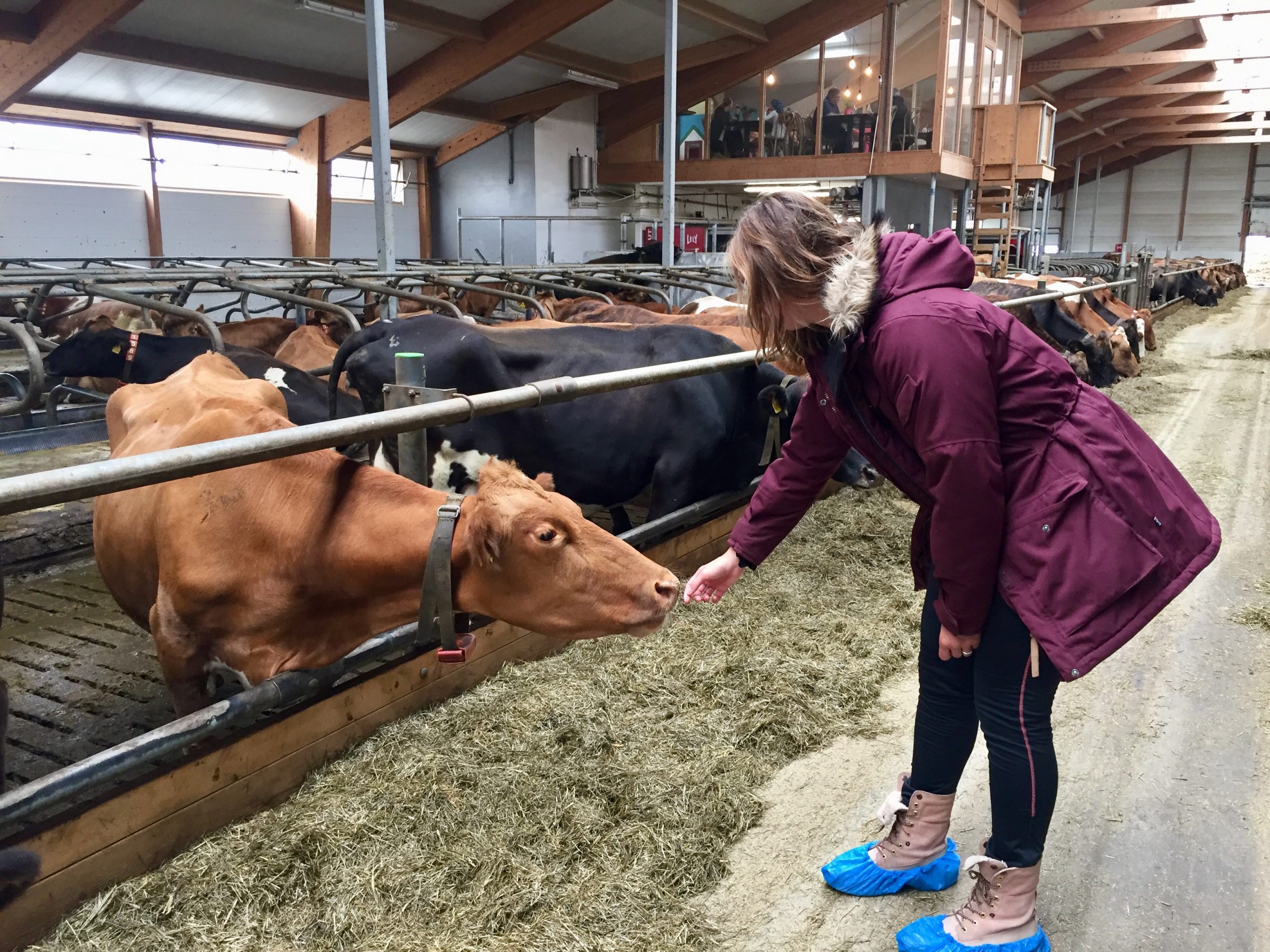 ijsland-onvergetelijke-reis