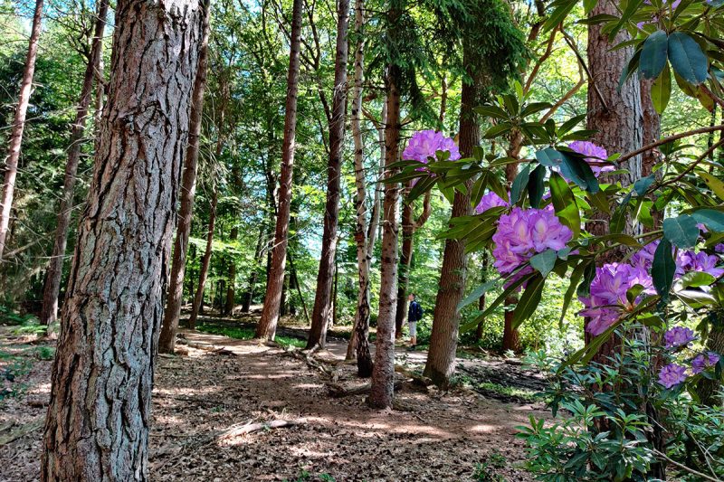 rodondendronstruiken-landgoed-hondsdonk