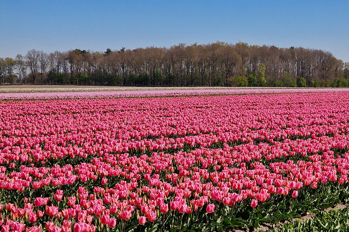 tulpenvelden_drenthe