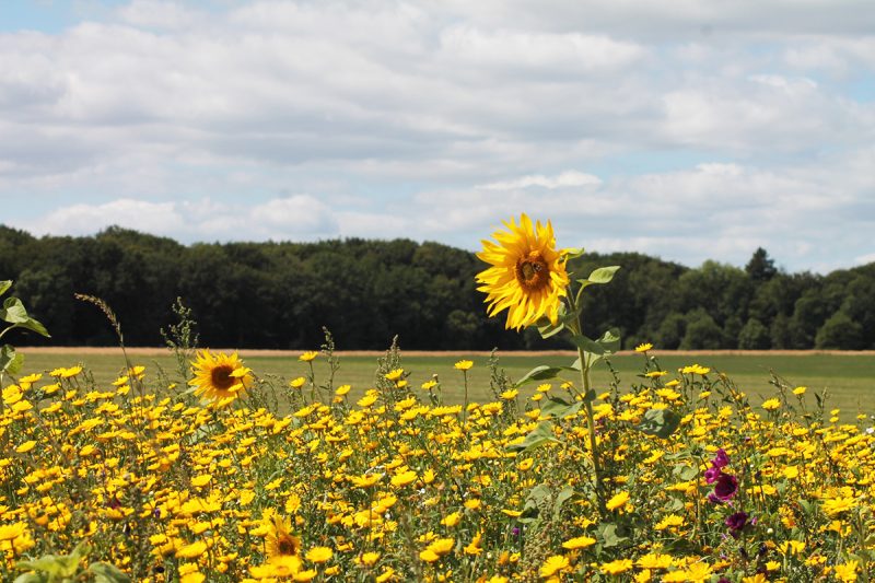 springendal-fietsroute