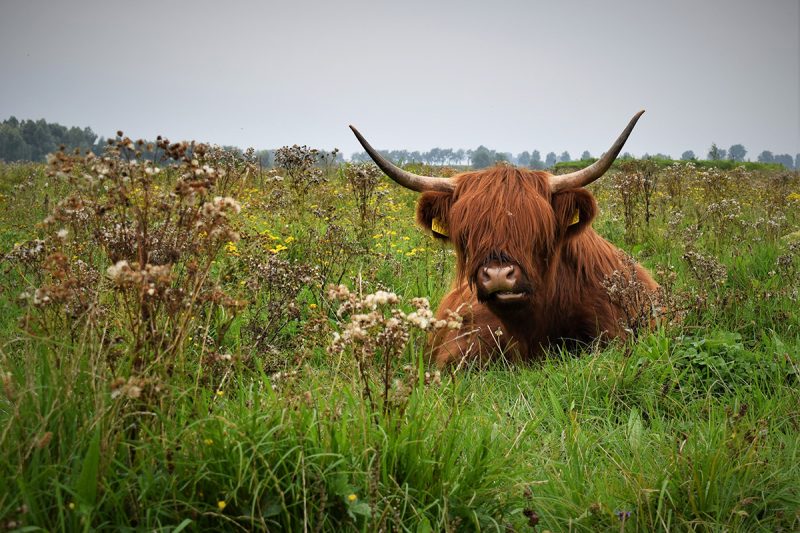 oeverlanden-hollands-diep