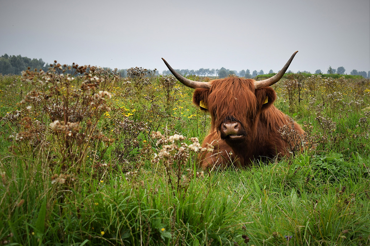 oeverlanden-hollands-diep