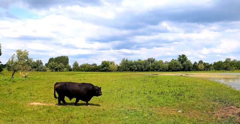 ns-wandeling-blauwe-kamer-rhenen